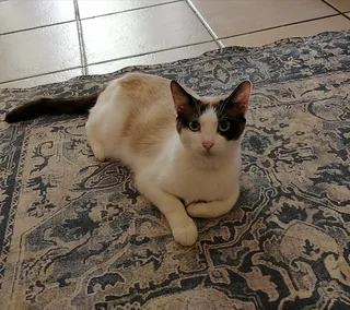 Beautiful bi-colour Ragamese female