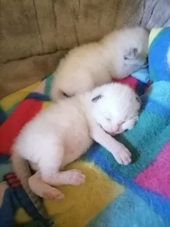 Beautiful female Ragamese kittens