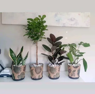 Home Decor: Plants