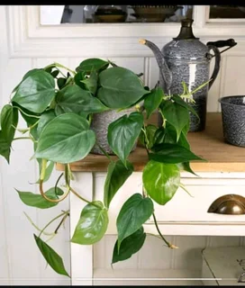 Home Decor: Plants