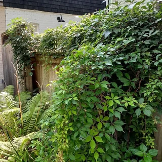 Robs, Garden Services: 073 875 5515