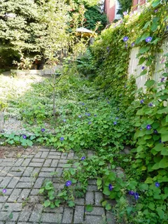 Robs, Garden Services: 073 875 5515