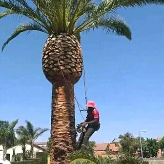 Palm trees Specialist