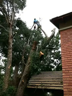 Mike Tree Felling
