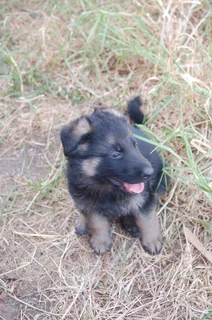 German Shepherd Puppies