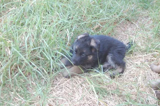 German Shepherd Puppies
