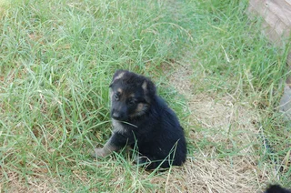 German Shepherd Puppies