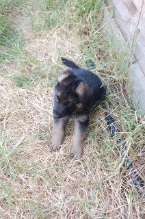 German Shepherd Puppies