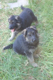 German Shepherd Puppies