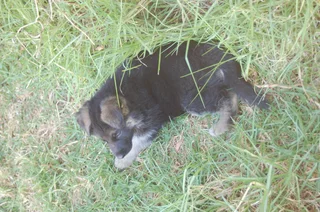 German Shepherd Puppies