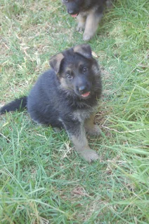 German Shepherd Puppies