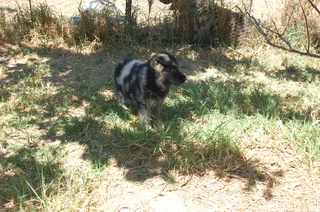 German Shepherd Puppies