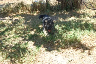 German Shepherd Puppies