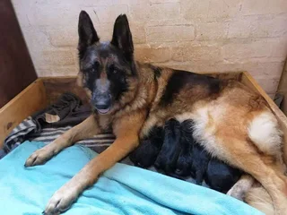 German Shepherd Puppies