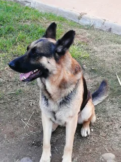 German Shepherd Puppies