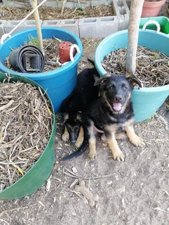 German Shepherd Puppies
