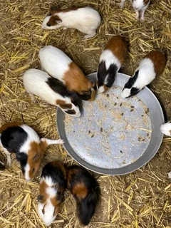 Guinea Pig available