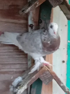 Roller pigeons for sale
