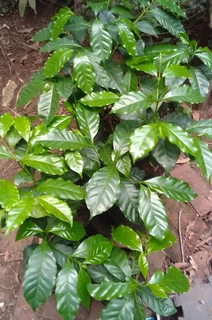 Coffee trees