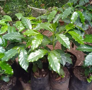 Coffee trees