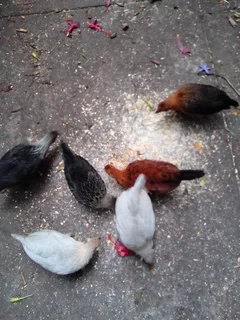 Bantams - Ad posted by Peter Write