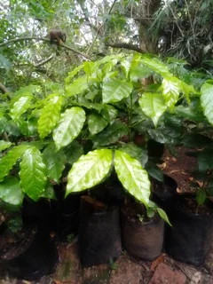 Plants - coffee trees