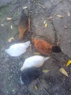 Bantams - Ad posted by Peter Write