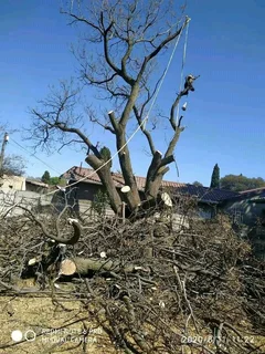 Tree felling