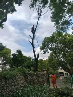Tree felling