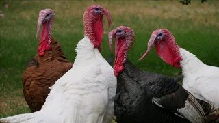 Looking to buy turkeys.