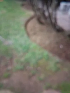 Gardeng boy available