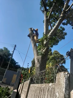Tree felling