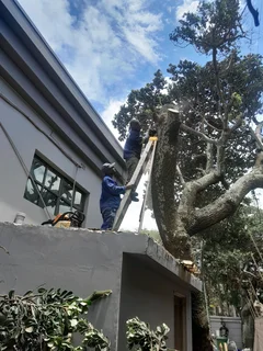 Tree felling
