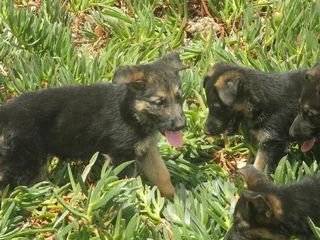 German Shepherd Puppies. Father Registered
