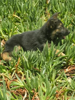 German Shepherd Puppies. Father Registered