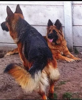 German Shepherd Puppies. Father Registered