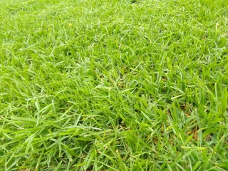 Roll on lawn green grass is still available at the affordable prices