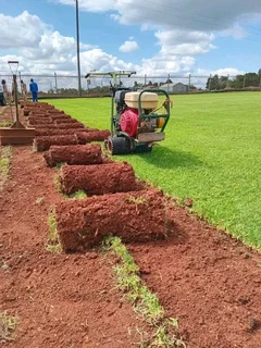 Roll on lawn green grass