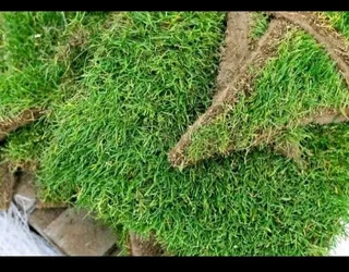 Roll on lawn green grass