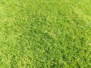 Roll on lawn kikuyu and LM belia grass