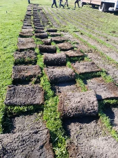 GREEN AND FRESH GRASS FOR SALE AND INSTALLATION