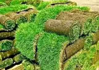 FRESH AND GREEN GRASS FOR SALE AND INSTALLATION