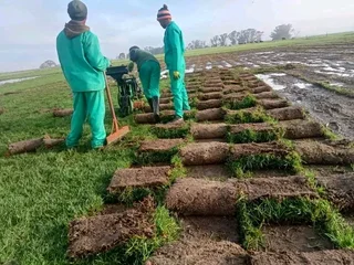 We have all types of grass