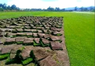 We have all types of grass