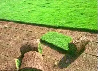 Make your home beautiful with us we have all types of grass