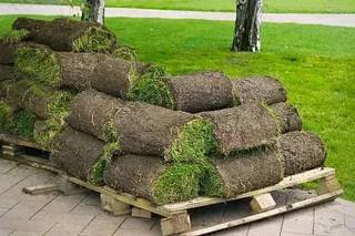 Make your home beautiful with us we have all types of grass