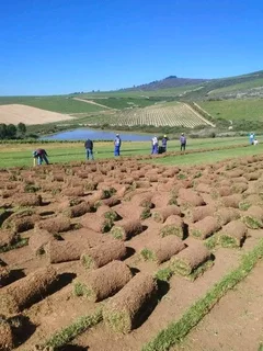 Make your home beautiful with us we have all types of grass