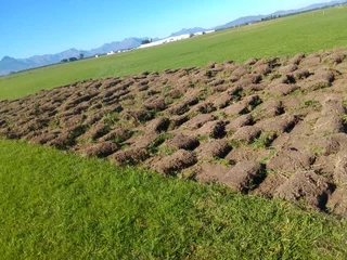 Make your home beautiful with us we have all types of grass