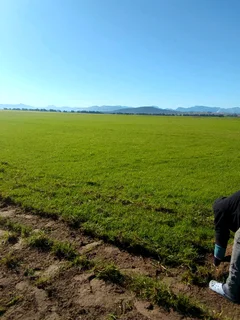 Make your home beautiful with us we have all types of grass