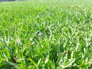 Make your home beautiful with us we have all types of grass